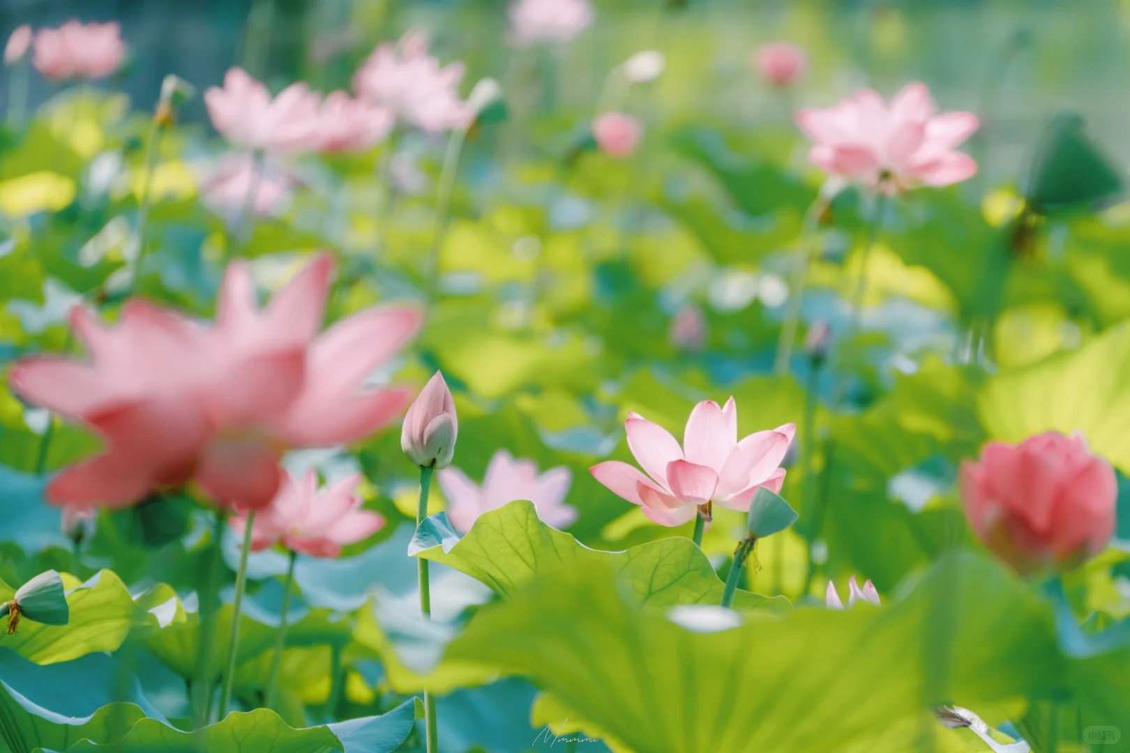 绿荫初夏·诗词意境