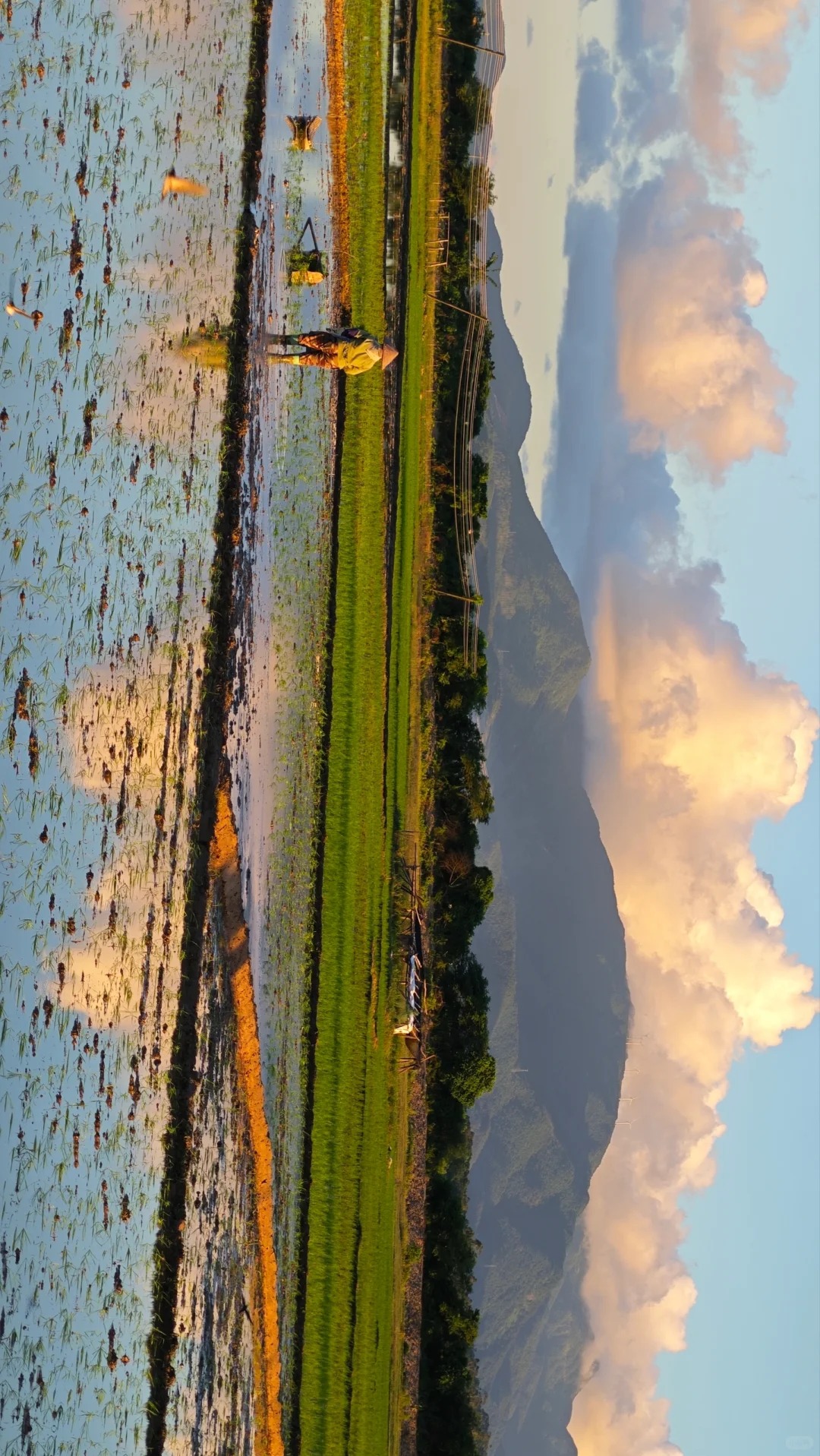 绿荫初夏·诗词意境