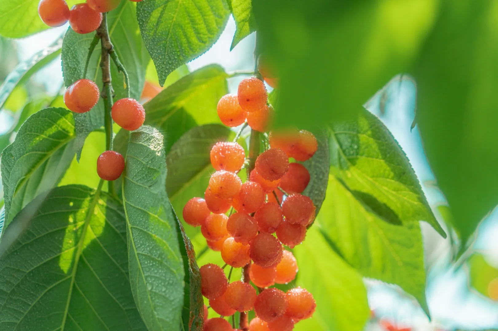 夏木葱茏·立夏物候